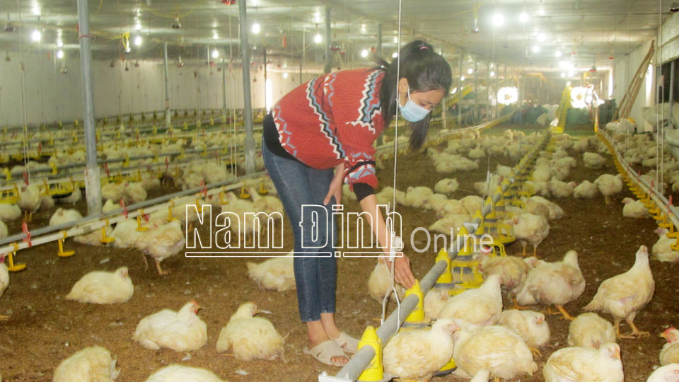 Chăm sóc gà công nghiệp tại trang trại của gia đình anh Triệu Thanh Sơn, xã Hợp Hưng (Vụ Bản).