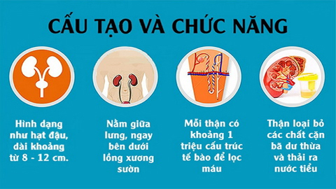 Thận có nhiệm vụ sản xuất nước tiểu và loại bỏ chất thải qua đường tiểu.