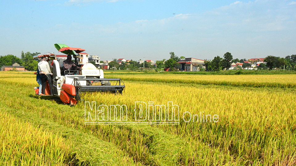 Cơ giới hóa nông nghiệp là xu hướng tất yếu trong sản xuất nông nghiệp hiện nay (Trong ảnh: Nông dân xã Hiển Khánh, huyện Vụ Bản thu hoạch lúa mùa).