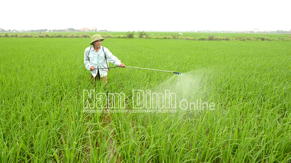 Nông dân xã Hồng Thuận (Giao Thủy) sử dụng bình phun động cơ điện để phun thuốc trừ sâu cho lúa (Ảnh chụp trước ngày 27-4).
