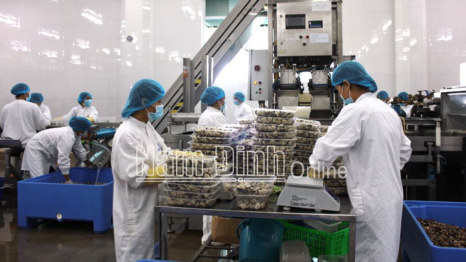 Chế biến ngao xuất khẩu ở Công ty TNHH Thủy sản Lenger Việt Nam.
