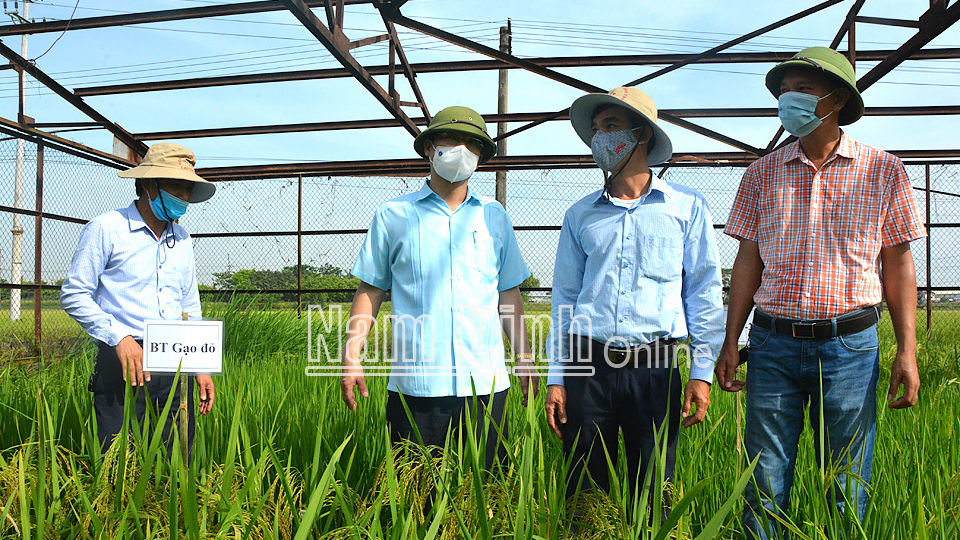Đồng chí Trần Anh Dũng, Ủy viên Ban TVTU, Phó Chủ tịch Thường trực UBND tỉnh kiểm tra mô hình sản xuất lúa thương phẩm liên kết giữa Công ty TNHH Cường Tân với Trung tâm Giống cây trồng tỉnh.