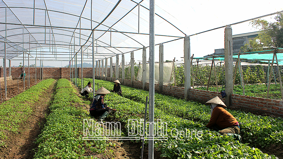 HTX sản xuất, kinh doanh dịch vụ nông nghiệp xã Yên Mỹ (Ý Yên) trồng rau an toàn, mang lại thu nhập ổn định cho các hộ thành viên.