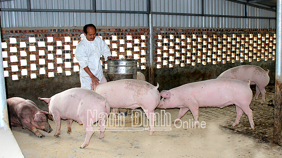 Mô hình chăn nuôi lợn ứng dụng công nghệ vi sinh kết hợp thức ăn thảo dược của ông Nguyễn Văn Thục, xã Trực Thái (Trực Ninh).