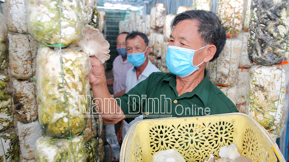 Mô hình trồng nấm cho thu nhập cao của đảng viên Nguyễn Văn Thụ, xóm 7 (ảnh 1); Diện mạo xóm nông thôn mới kiểu mẫu, xóm 15, xã Hoành Sơn (ảnh 2). Bài và ảnh: Viết Dư