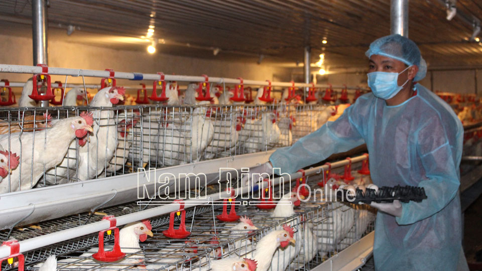 Mô hình chăn nuôi gà đẻ trứng theo tiêu chuẩn VietGAP tại xã Trực Hùng (Trực Ninh).