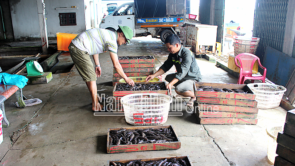 Sản phẩm cá bống bớp Nghĩa Hưng đã được Cục Sở hữu trí tuệ cấp Giấy chứng nhận nhãn hiệu tập thể.