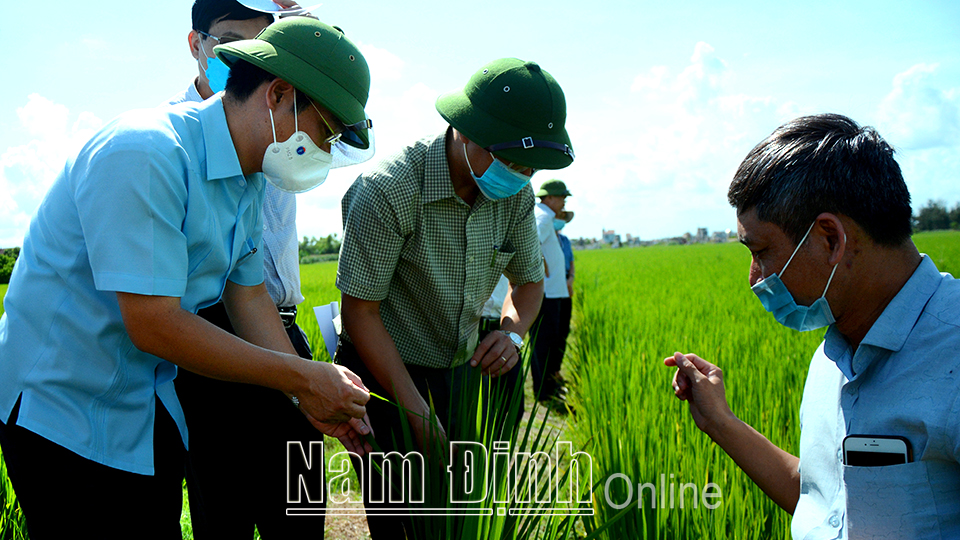 Đồng chí Trần Anh Dũng, Phó Chủ tịch Thường trực UBND tỉnh kiểm tra tình hình sâu bệnh hại lúa của thị trấn Ninh Cường (Trực Ninh).