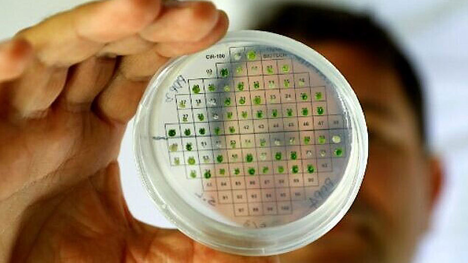 Nhà khoa học thuộc trường Đại học Tel Aviv kiểm tra các mẫu vi tảo trong quá trình nghiên cứu để chứng minh khả năng tiến hóa của thực vật với mặt trời để tạo ra năng lượng. (Ảnh minh họa: AFP)