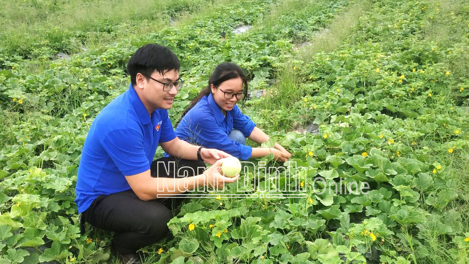Mô hình trồng rau, quả an toàn theo tiêu chuẩn VietGAP của chị Đào Thị Hồng Quyên, đoàn viên thanh niên xã Mỹ Thành (Mỹ Lộc) (Ảnh chụp trước ngày 27-4-2021).