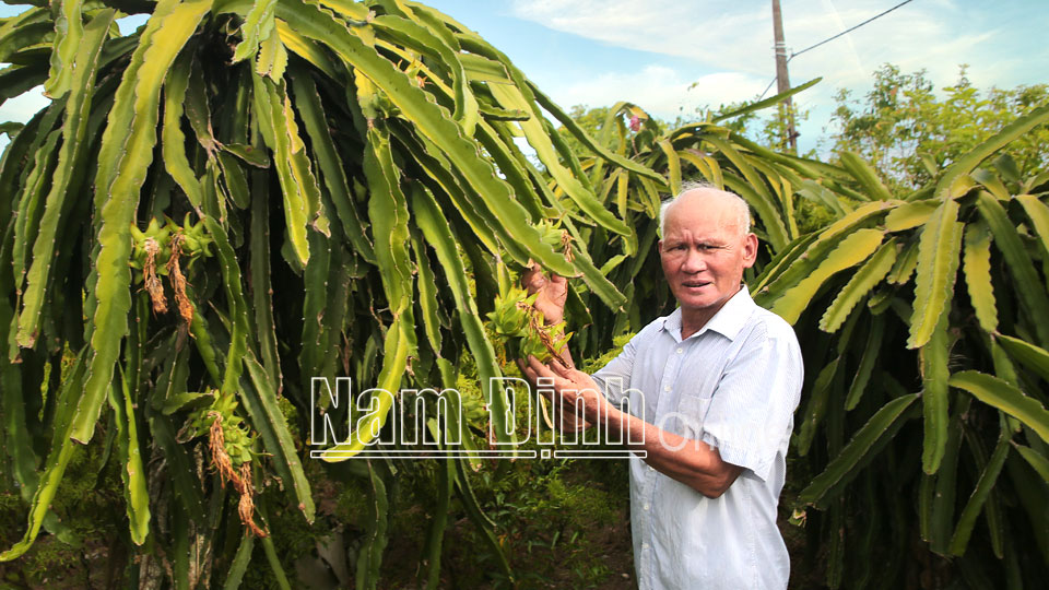 Ông Phạm Văn Thành (69 tuổi), xóm 9, xã Xuân Thuỷ (Xuân Trường) là tấm gương sáng của xã trong phát triển kinh tế.