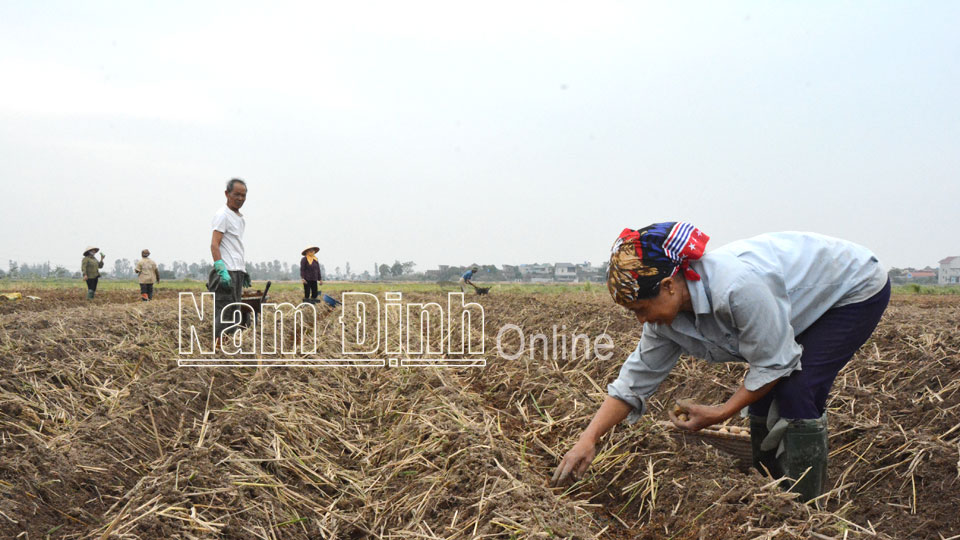 Nông dân xã Yên Dương (Ý Yên) trồng khoai tây vụ đông.