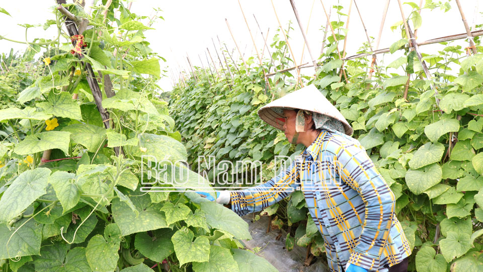 Sản xuất rau an toàn theo tiêu chuẩn VietGAP tại xã Yên Dương.  Bài và ảnh: Ngọc Ánh
