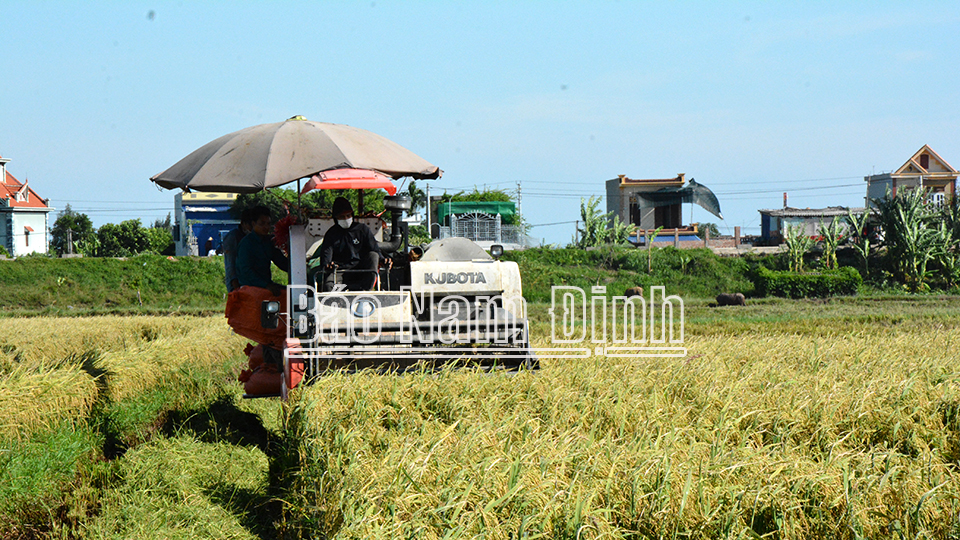 Từ nhiều năm nay, khu ruộng chân cầu Lạc Quần địa bàn xã Xuân Ninh (Xuân Trường) đã bị bỏ hoang gây lãng phí nguồn tài nguyên đất đai (ảnh 1); Nông dân xã Giao An (Giao Thủy) thu hoạch lúa mùa năm 2021 (ảnh 2).