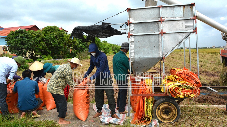 Thu hoạch lúa mùa năm 2021 ở xã Xuân Thượng (Xuân Trường) 