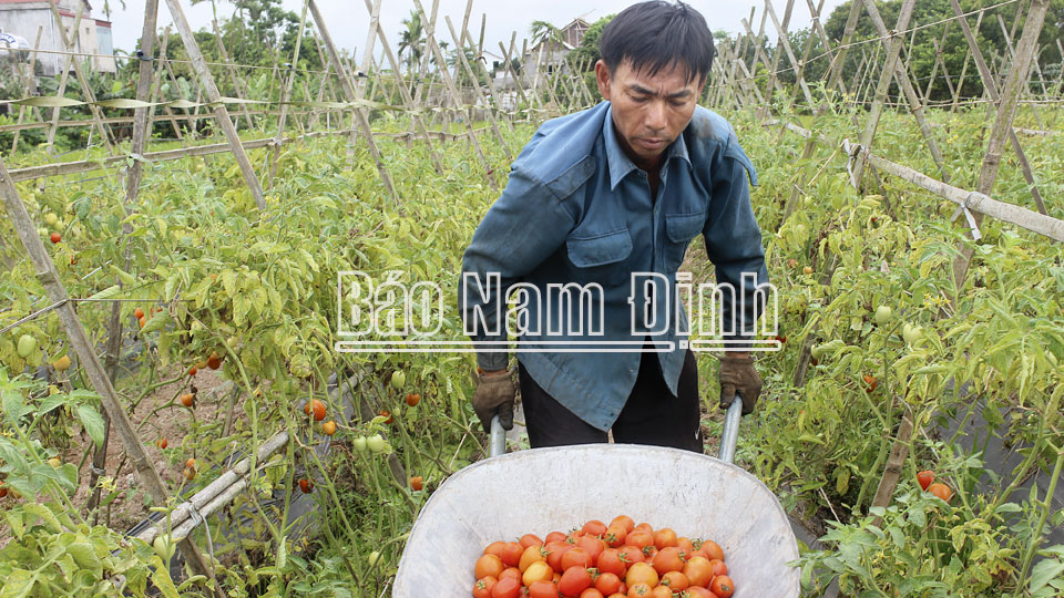 Nhờ ứng dụng kỹ thuật mới vào sản xuất, sản lượng cà chua ở xã Nghĩa Tân được nâng cao.