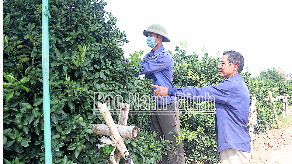 Cựu chiến binh (CCB) Đoàn Huy Bé (bên phải), xóm Nam Hùng 1, xã Nam Phong (thành phố Nam Định) hướng dẫn thợ chăm sóc cây cảnh trong vườn nhà.