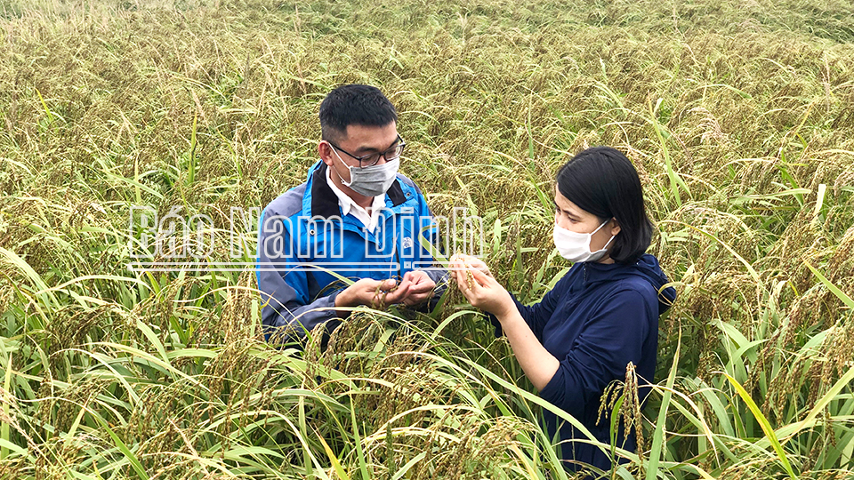 Cán bộ Trung tâm Dịch vụ Nông nghiệp Nghĩa Hưng kiểm tra tình hình sâu bệnh cuối vụ mùa năm 2021 tại xã Nghĩa Sơn.