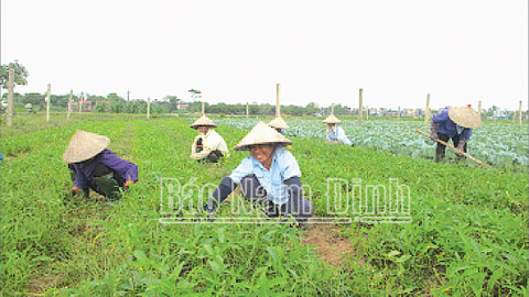 Vùng sản xuất rau hữu cơ xã Yên Cường (Ý Yên) đã được cập nhật thông tin trên hệ thống cơ sở dữ liệu cây trồng ngành Nông nghiệp và Phát triển nông thôn.