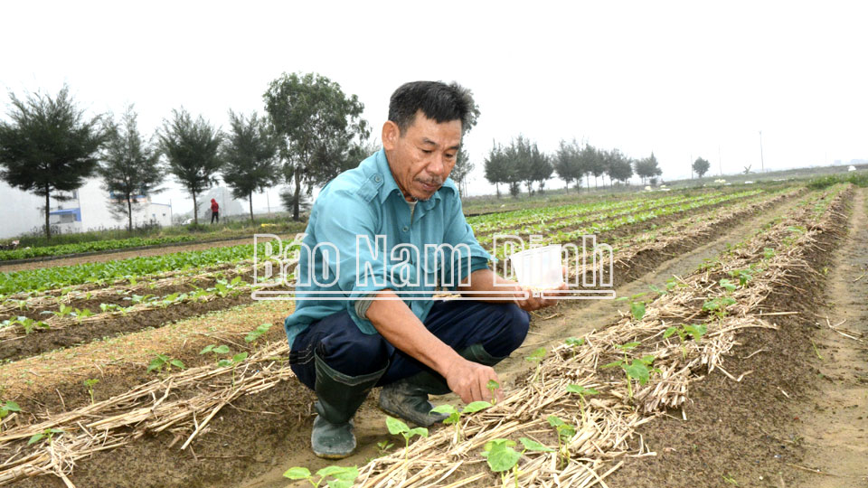 Ông Nguyễn Trọng Thành, xóm Vượt Đông, xã Nam Hùng trồng dặm cây đỗ sau mưa bão.