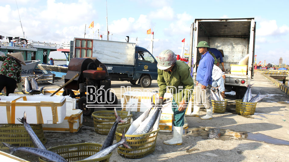 Ngư dân huyện Hải Hậu chuyển cá lên bờ sau chuyến đánh bắt xa bờ tại Cảng cá Ninh Cơ, thị trấn Thịnh Long.  Bài và ảnh: Thanh Hoa