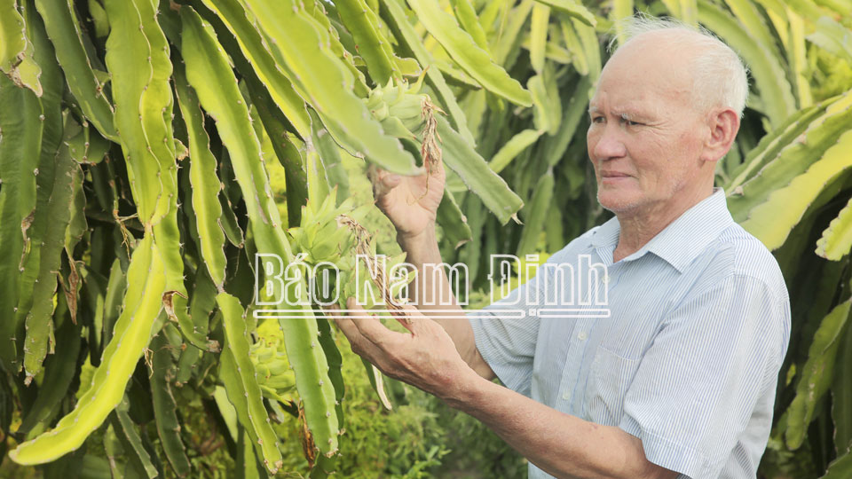 Ông Phạm Văn Thành, thương binh 3/4, bí thư chi bộ xóm 9, xã Xuân Thuỷ (Xuân Trường) là tấm gương năng động phát triển kinh tế gia đình.