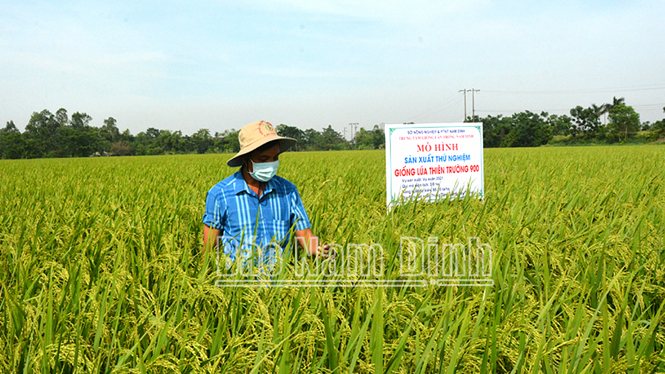 Mô hình sản xuất giống lúa chất lượng cao Thiên Trường của Trung tâm Giống cây trồng tỉnh góp phần bổ sung nguồn giống tốt cho các chuỗi liên kết sản xuất lúa thương phẩm của tỉnh.