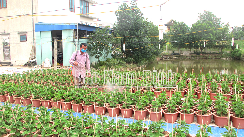 Phát triển trồng hoa cúc đại đóa tại gia đình ông Nguyễn Xuân Thu, xã Tân Thành mang lại thu nhập khá.