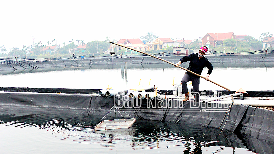 Mô hình nuôi tôm siêu thâm canh công nghệ cao của anh Hoàng Đức Thiện, xóm Tây Bình, xã Hải Triều.