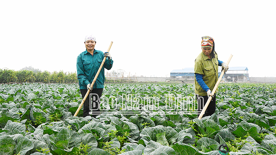 Sản xuất rau an toàn theo mô hình kinh tế hữu cơ tuần hoàn đang mang lại nguồn thu nhập ổn định cho nông dân xã Yên Lương (Ý Yên).