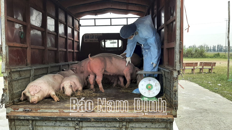Lực lượng thú y tỉnh kiểm tra đàn lợn được vận chuyển vào địa bàn tỉnh.