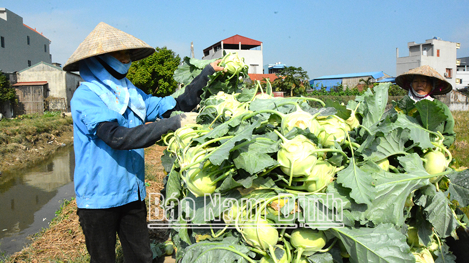 Chị Nguyễn Thị Ngát, thôn Trung, thu hoạch lứa su hào sớm để xuất bán cho thương lái ở Hà Nội về đặt hàng.  Bài và ảnh: Văn Đại