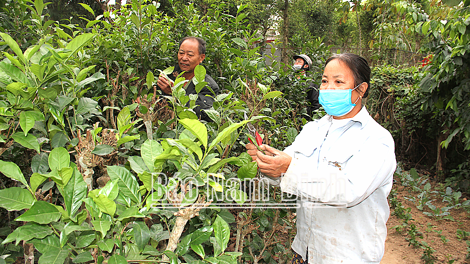 Người dân khu phố Tây Côi Sơn cắt tỉa chè xanh.