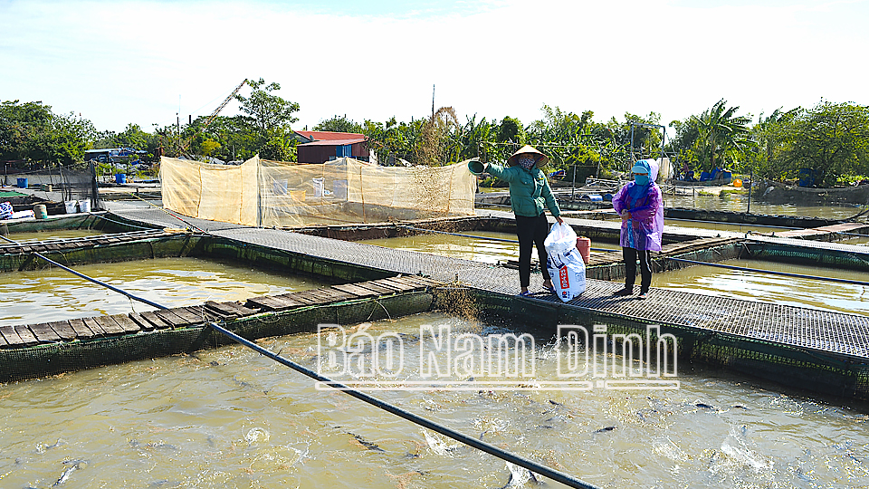 Vỗ béo cho cá chép giòn kịp thu hoạch đúng dịp Tết Nguyên đán tại khu nuôi cá lồng của ông Nguyễn Văn Tung, xóm 1, xã Xuân Châu, huyện Xuân Trường.