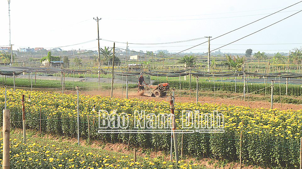 Người dân xã Mỹ Tân, huyện Mỹ Lộc chăm sóc hoa chuẩn bị cho Tết Nguyên đán.