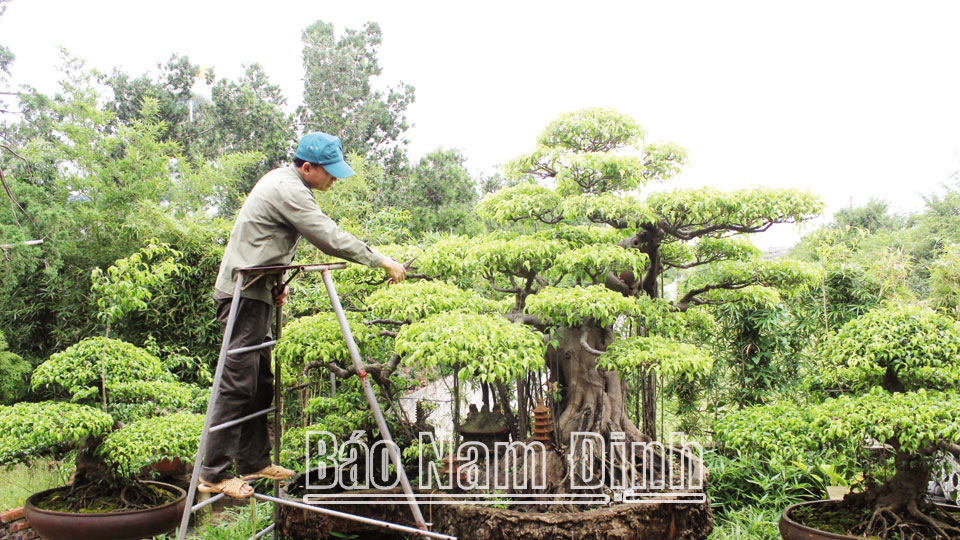 Nghệ nhân làng nghề cây cảnh Vị Khê, xã Điền Xá (Nam Trực) tạo thế cây cảnh dáng trực hoành. ảnh: ngọc ánh