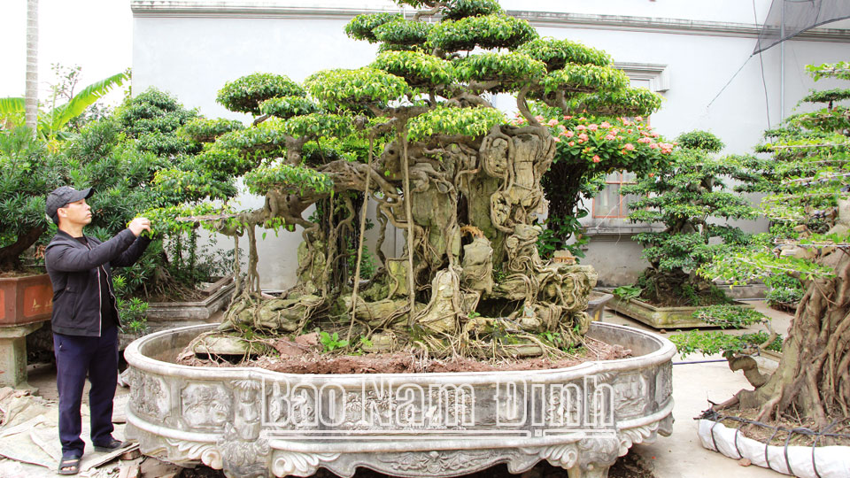 Anh Nguyễn Văn Mạnh, ở xóm E, xã Hải Lý, nghệ nhân sinh vật cảnh cấp tỉnh hoàn thiện cây sanh lâu năm trước khi đưa ra thị trường.