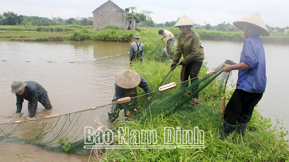 Kiểm tra chất lượng đàn cá giống bố mẹ tại Công ty cổ phần Cá giống Nam Trực.