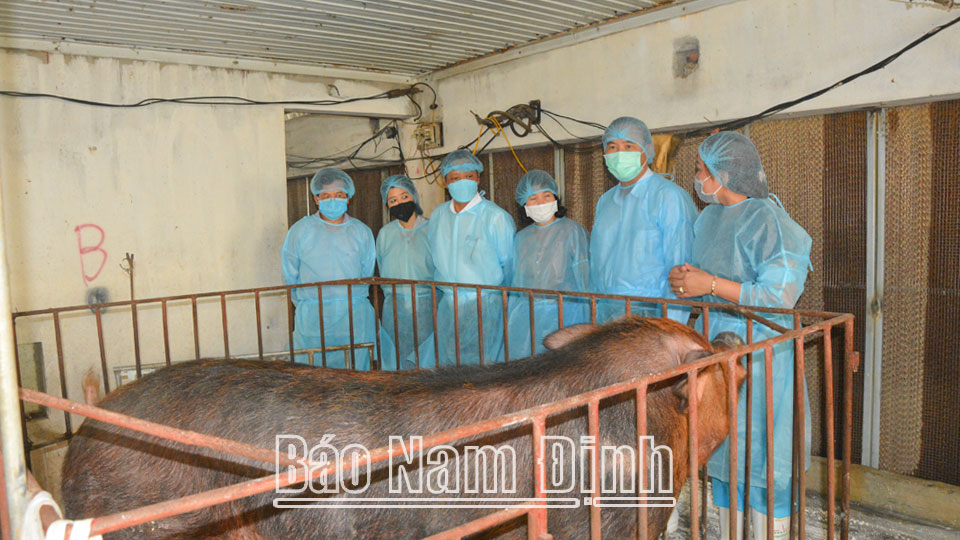 Kiểm tra đàn lợn giống gốc ông bà ở một trang trại chăn nuôi của huyện Hải Hậu.