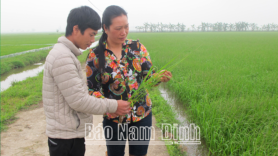 Người dân xã Nghĩa Thịnh kiểm tra sự sinh trưởng, phát triển của giống lúa chất lượng cao ST25 canh tác theo quy trình VietGAP.  Bài và ảnh: Nguyễn Hương