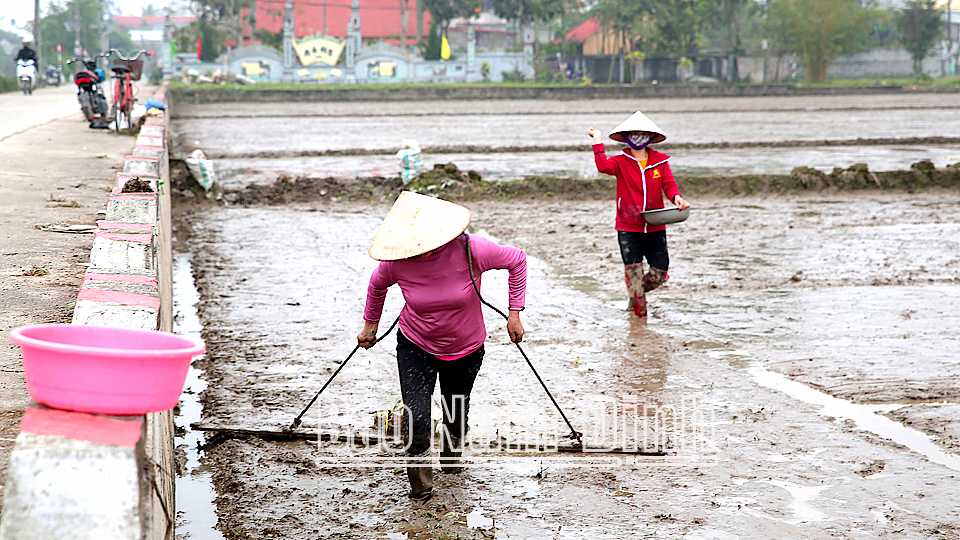 Nông dân xã Cộng Hoà gieo sạ lúa xuân 2022.