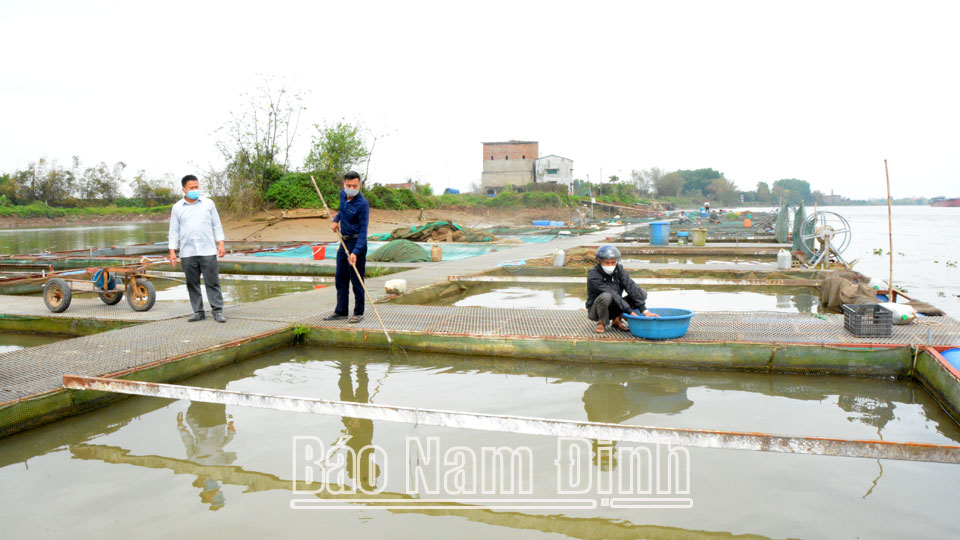 Nuôi cá lồng trên sông Đào đang được người dân xã Yên Nhân phát triển mở rộng.