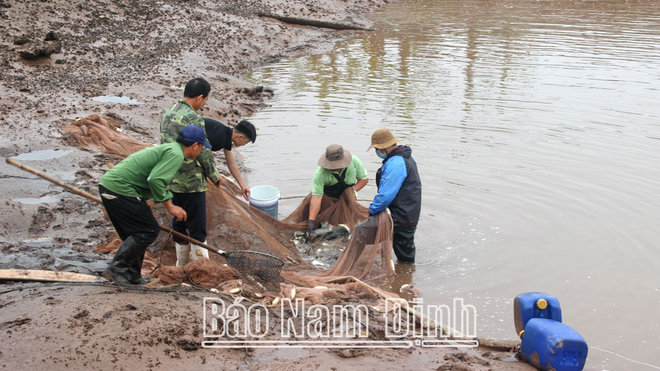 Thành viên hợp tác xã nuôi trồng thủy sản Hải Điền thu hoạch cá.