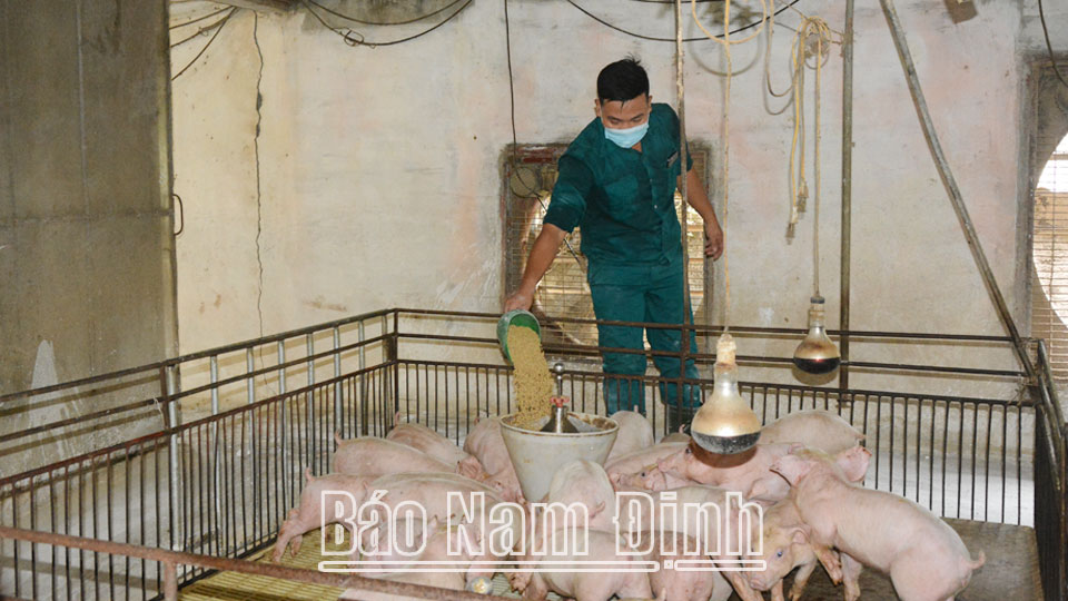 Việc tái đàn lợn nuôi phải được thực hiện trong khuôn khổ cho phép để bảo đảm an toàn, hạn chế thiệt hại (Trong ảnh: Chăm sóc đàn lợn tại trang trại chăn nuôi của gia đình chị Nguyễn Thị Hằng, xã Hải Lý, huyện Hải Hậu).
