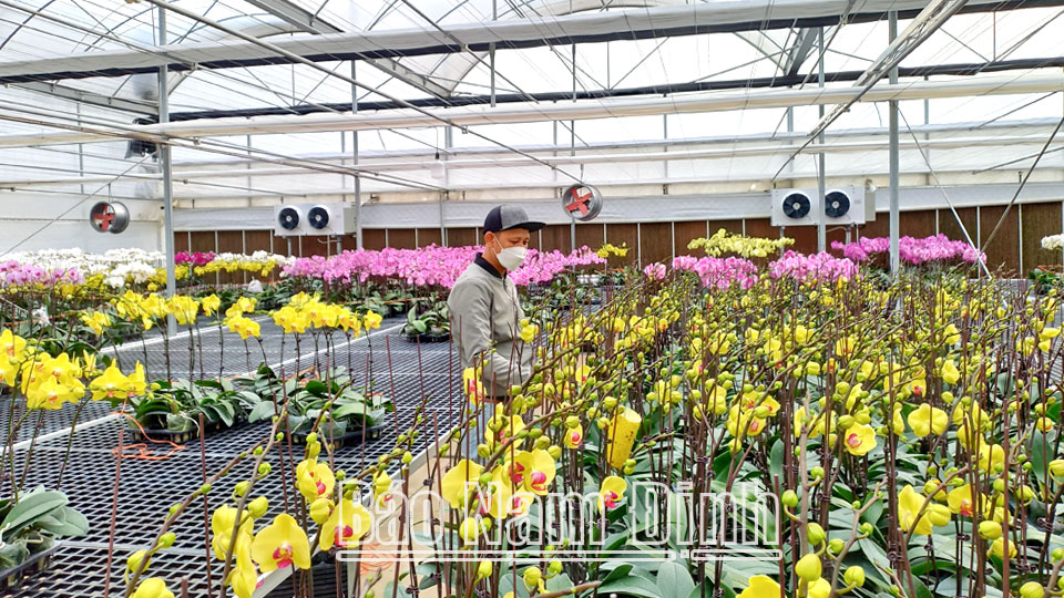 Hợp tác xã hoa, cây cảnh Nam Phong (thành phố Nam Định) ứng dụng công nghệ cao vào sản xuất hoa lan hồ điệp.