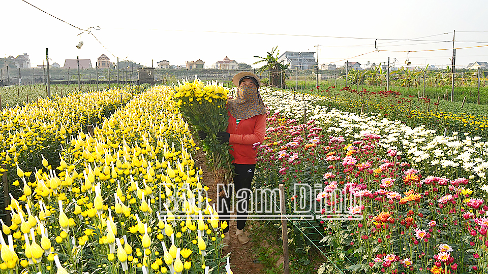 Làng hoa Mỹ Tân và các làng hoa ở Nam Phong, Nam Vân liền kề thành phố Nam Định. Ảnh : Đức Toàn