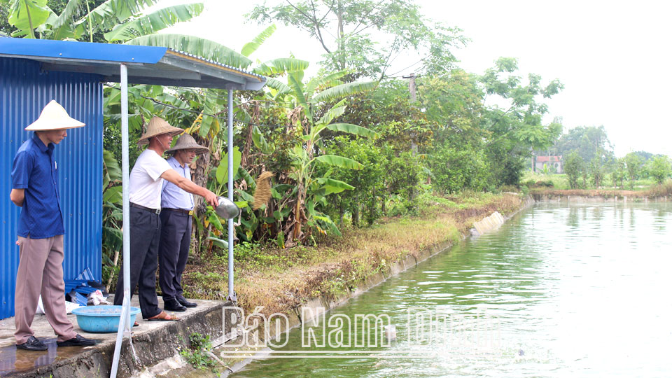 Mô hình nuôi cá Koi, cá trắm đen của gia đình anh Đặng Văn Ba, thôn 2, xã Mỹ Hưng mang lại hiệu quả kinh tế cao.