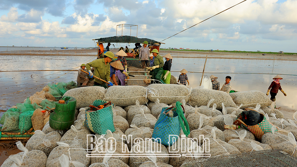 Ngao thương phẩm trên bãi bồi xã Giao Hải (ảnh 1); Vùng nuôi ngao của huyện Giao Thủy (ảnh 2).  Ảnh: Chu Thế Vĩnh