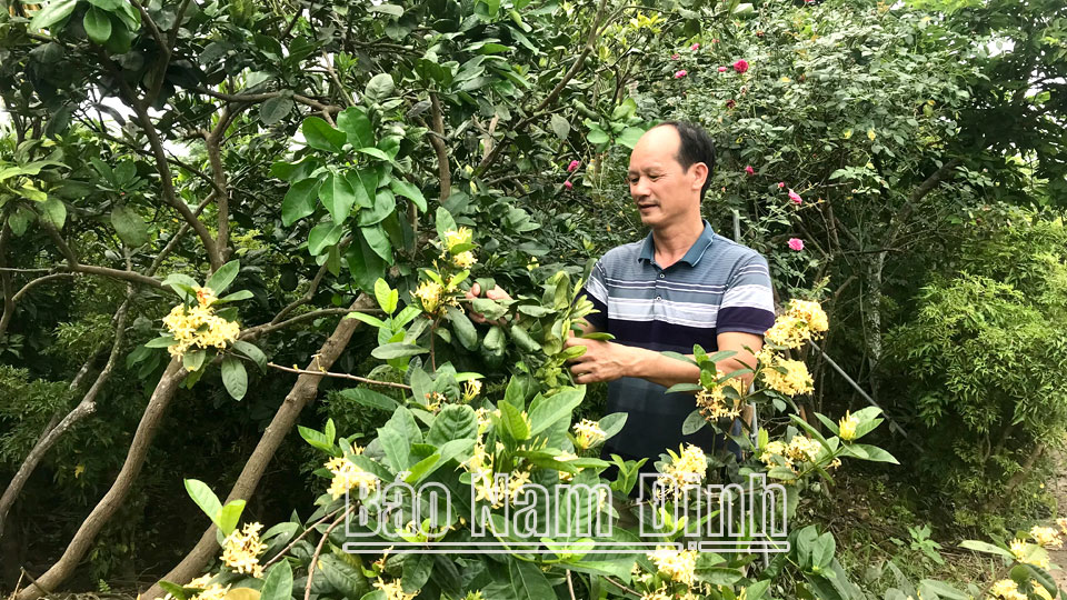 Anh Nguyễn Văn Thục ở xóm Phúc Nho, xã Trực Thái luôn đi đầu trong chuyển đổi cơ cấu cây trồng, vật nuôi cho hiệu quả kinh tế cao.