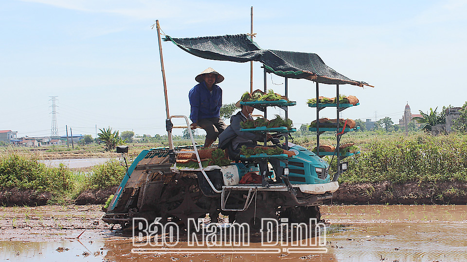 Nông dân huyện Trực Ninh cấy lúa đặc sản nếp cái hoa vàng.